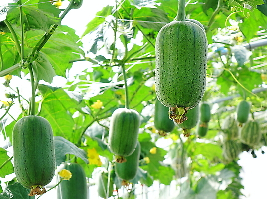 포토 JPG 해외이미지 줄기 잎 농업 채소 호박 매달리기 건강 사람없음 초록색 농작물 수확 신선 유기농 포도나무 박 스쿼시 숙성 해외포토 식물 웰빙 산업 스포츠 컬러 모션 구기 과일나무 파일형식 이미지허브