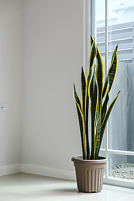 포토 JPG 해외이미지 나무 식물 디자인 화초 벽 백그라운드 잎 창문 자연 유리 주택 사람없음 내부 장식 초록색 빛 햇빛 갈색 문 정원 꽃병 방 흰색 냄비 플라스틱 타일 질감 시멘트 리빙 내추럴 알루미늄 콘크리트 카피스페이스 해외포토 꽃 컬러 재질 건물 태양 공백 솥 생태계 파일형식 이미지허브