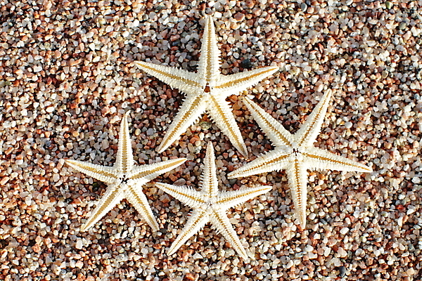 포토 JPG 해외이미지 주간 모래 불가사리 사람없음 야외 해외포토 자연요소 극피동물 파일형식 이미지허브