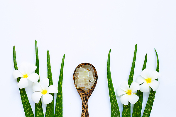 포토 JPG 해외이미지 스튜디오촬영 꽃 실내 사람없음 하이앵글 흰배경 알로에 플랫레이 해외포토 식물 뷰포인트 백그라운드 내부 흰색 플랫 파일형식 이미지허브