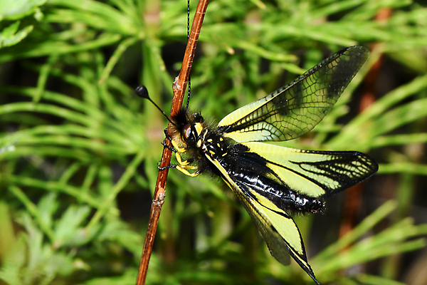 포토 JPG 해외이미지 동물 나비 곤충 자연 사람없음 잠자리 숲 해외포토 생태계 파일형식 이미지허브