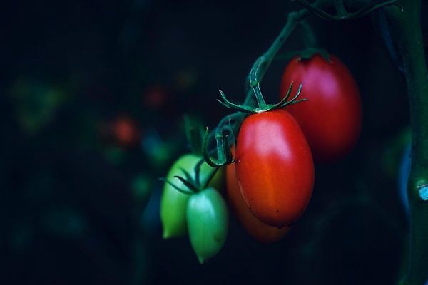 포토 JPG 해외이미지 식물 음식 백그라운드 잎 농업 다이어트 토마토 채소 과일 재료 자연 건강 요리 사람없음 빨간색 초록색 빛 식사 활발 샐러드 성장 흰색 신선 원형 시장 맛 케첩 먹기 오브젝트 싱글 유기농 원예 날것 내추럴 고립 숙성 영양분 채식주의자 해외포토 도형 웰빙 산업 컬러 컨셉 모션 취미 소스_음식 생태계 채식 파일형식 이미지허브