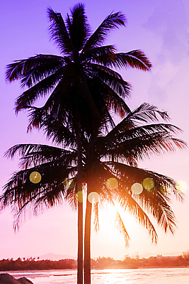 포토 JPG 해외이미지 하늘 사람없음 야외 여름 야자수 햇빛 일몰 여름풍경 야간 빛망울 해외포토 자연요소 나무 계절 풍경 빛 태양 노을 파일형식 여름_계절 이미지허브