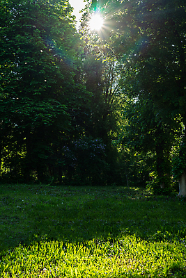 포토 JPG 해외이미지 나무 식물 계절 공원 잎 자연 하늘 미래 조명 풍경 사람없음 목재 초록색 여름 빛 햇빛 태양 정원 봄 광선 가을 숲 묘사 설정 그리너리 해외포토 자연요소 공공시설 컬러 컨셉 재료 생태계 파일형식 트랜드컬러 이미지허브