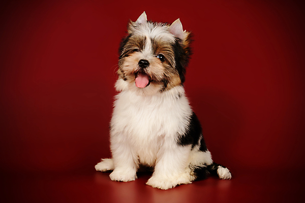 포토 JPG 해외이미지 동물 1 행복 새끼 백그라운드 새로움 털 사람없음 빨간색 반려동물 귀여움 검은색 거울 흰색 개 달콤 강아지 작음 요크셔테리어 테리어 활 솜털 송곳니 기르기 비버 삼색 해외포토 감정 컬러 컨셉 포유류 맛 치아 크기 돌봄 파일형식 이미지허브