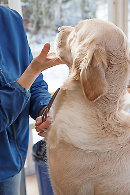 포토 JPG 해외이미지 척추동물 실내 한명 들기 상반신 성인 옆모습 반려동물 잡기 개 골든리트리버 강아지 돌봄 미용가위 애견미용 해외포토 동물 1 뷰포인트 포유류 모션 가위_도구 사람 내부 뷰티 미용용품 리트리버 파일형식 이미지허브