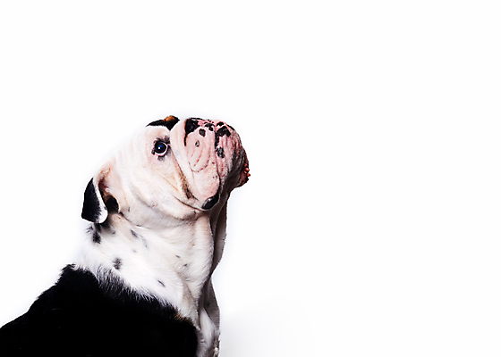 포토 JPG 해외이미지 동물 행복 포유류 자연 잉글랜드 사랑 사람없음 야외 반려동물 갈색 주름 개 강아지 작음 불독 송곳니 기르기 유래 해외포토 감정 컬러 영국 치아 크기 생태계 돌봄 파일형식 이미지허브