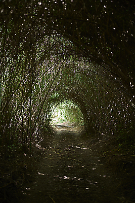 포토 JPG 해외이미지 식물 웰빙 공원 선 여행 밭 신체 자연 하늘 휴식 건강 갈대 풍경 사람없음 야외 초록색 여름 파란색 평화 환경 희망 시골 마사지 영혼 대나무 언덕 명상 뿌리 장면 튜브 밀짚 스페인어 해외포토 나무 계절 공공시설 감정 컬러 컨셉 농업 짚 생태계 파일형식 이미지허브