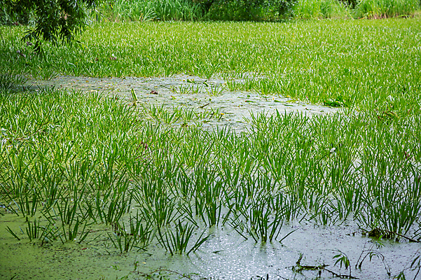 포토 JPG 해외이미지 나무 식물 계절 공원 호수 백그라운드 잎 자연 표면 풍경 사람없음 야외 초록색 물 여름 강 반사 환경 봄 연못 도시 숲 버리기 허브 진흙 일반 내추럴 그리너리 해외포토 자연요소 공공시설 컬러 모션 생태계 파일형식 트랜드컬러 이미지허브