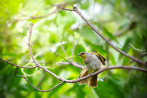 포토 JPG 해외이미지 나무 동물 공원 아시아 야생동물 백그라운드 컨셉 잎 날개 오렌지 자연 조류 아침 휴식 건조 사람없음 야외 가로 초록색 반짝임 햇빛 노란색 평화 환경 정원 스트레칭 자유 나뭇가지 숲 작음 왼쪽 깃털 꼬리 부리 서식지 동물상 블러 이국적 카피스페이스 해외포토 주간 식물 공공시설 나라 컬러 과일 모션 운동 태양 조형물 공백 크기 방향 생태계 파일형식 이미지허브