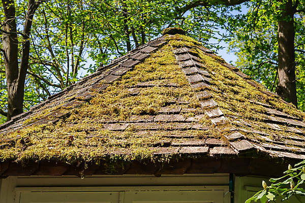 포토 JPG 해외이미지 식물 패턴 건축양식 자연 표면 지붕 날씨 추상 이끼 사람없음 야외 건물 초록색 시골 해조류 닫기 옥상 타일 묘사 질감 겹침 곰팡이 석판 썩음 옛날 해외포토 건축물 건축 컬러 무늬 모션 해양식물 생태계 파일형식 이미지허브