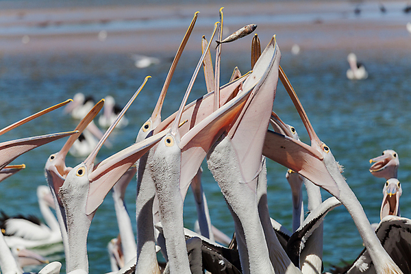 포토 JPG 해외이미지 야생동물 바다 여행 자연 조류 사람없음 물 여행객 흰색 호주 펠리컨 깃털 부리 수유 해외포토 자연요소 동물 컬러 사람 오세아니아 생태계 파일형식 이미지허브
