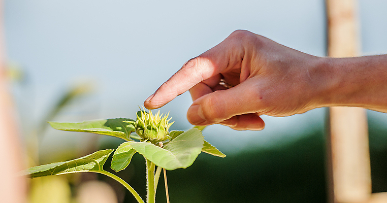 포토 JPG 해외이미지 식물 손 손가락 해바라기 사람없음 성장 원예 원예사 해외포토 직업 꽃 취미 신체부위 파일형식 이미지허브