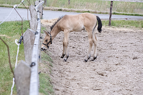 포토 JPG 해외이미지 동물 1 응시 행복 백그라운드 밭 자연 엄마 휴식 풍경 사람없음 야외 초록색 반려동물 컬러풀 농장 갈색 노란색 봄 흰색 시골 신생아 승마 작음 먹기 조랑말 망아지 해외포토 시선 계절 감정 새끼 스포츠 컬러 컨셉 농업 가족 모션 아기 말_동물 크기 생태계 파일형식 이미지허브