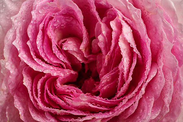 포토 JPG 해외이미지 식물 꽃잎 꽃 분홍색 자연 검은배경 사랑 사람없음 장미 정원 사진촬영 닫기 향기 내추럴 고립 카피스페이스 해외포토 감정 컬러 백그라운드 모션 검은색 촬영 공백 생태계 냄새 파일형식 이미지허브