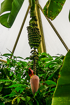 포토 JPG 해외이미지 나무 식물 꽃 아시아 백그라운드 잎 과일 자연 바나나 매달리기 종류 동양인 사람없음 장식 빨간색 초록색 정원 성장 개화 호주 다발 유기농 원예 온실 이국적 인기 세련 해외포토 웰빙 나라 컬러 모션 인종 취미 오세아니아 생태계 파일형식 이미지허브