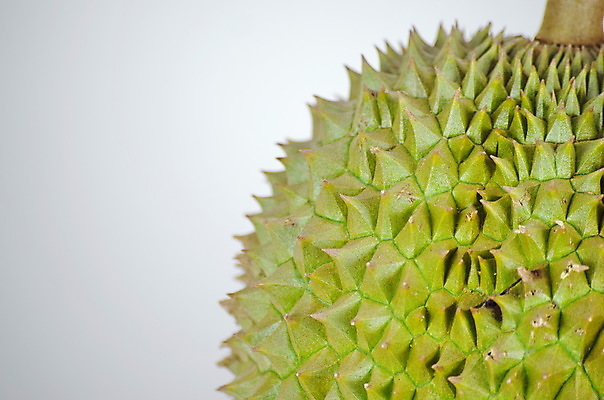 포토 JPG 해외이미지 계절 아시아 음식 백그라운드 과일 재료 부분 태국 자연 디저트 건강 동양인 사람없음 초록색 노란색 흰색 신선 가시 달콤 맛 왕 유기농 날것 냄새 고립 숙성 이국적 해외포토 웰빙 나라 컬러 컨셉 인종 생태계 파일형식 이미지허브