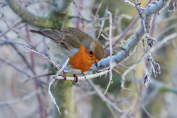 포토 JPG 해외이미지 나무 동물 1 유럽 야생동물 크리스마스 겨울 오렌지 자연 조류 거리 서기 앉기 풍경 사람없음 가로 빨간색 울타리 정원 가수 나뭇가지 오픈 작음 가슴 깃털 싱글 생태계 부리 서식지 궤 눈내림 해외포토 식물 계절 기념일 나라 컬러 과일 모션 눈_날씨 신체부위 담장 음악가 크기 파일형식 이미지허브