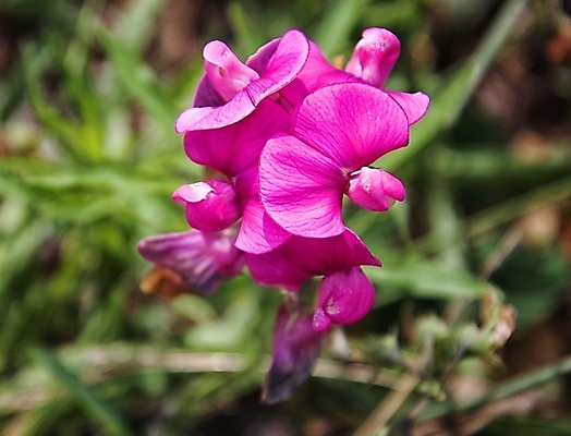 포토 JPG 해외이미지 꽃잎 꽃 잎 자연 사람없음 묘사 화창 해외포토 식물 날씨 생태계 파일형식 이미지허브