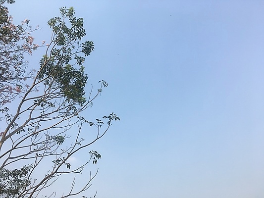 포토 JPG 해외이미지 나무 식물 계절 공원 꽃잎 꽃 분홍색 백그라운드 잎 꽃무늬 태국 자연 하늘 열대 그림자 풍경 사람없음 야외 목재 초록색 여름 파란색 햇빛 환경 정원 봄 벚꽃 흰색 나뭇가지 신선 개화 숲 내추럴 해외포토 공공시설 아시아 컬러 무늬 재료 태양 생태계 파일형식 이미지허브