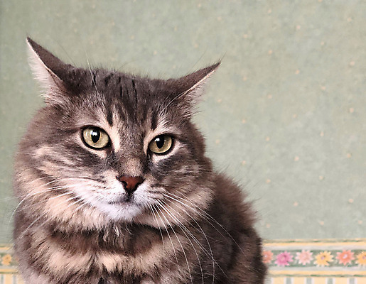 포토 JPG 해외이미지 동물 1 응시 얼굴 포유류 수염 주택 털 실내 사람없음 반려동물 머리 귀여움 고양이 가축 줄무늬 회색 흰색 모피 코 부드러움 얼룩무늬 솜털 노려봄 카피스페이스 해외포토 시선 컬러 컨셉 무늬 표정 내부 건물 신체부위 공백 감각 파일형식 이미지허브