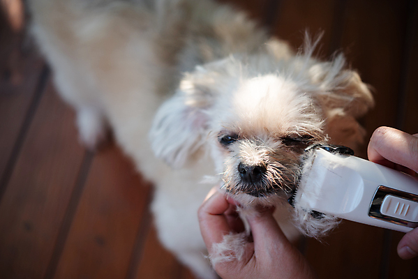 포토 JPG 해외이미지 한마리 손 털 실내 들기 아웃포커스 신체부위 하이앵글 귀여움 눈감음 강아지 바리깡 애견미용 애견미용사 나무배경 믹스견 해외포토 1 뷰포인트 백그라운드 컨셉 모션 촬영기법 사람 내부 반려동물 뷰티 개 미용사 파일형식 이미지허브