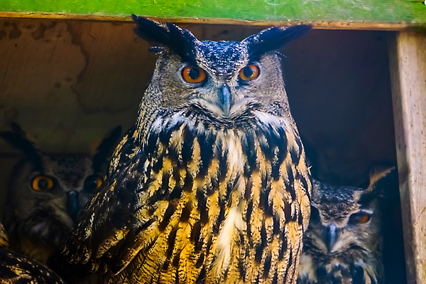 포토 JPG 해외이미지 동물 여자 남자 유럽 아시아 얼굴 백그라운드 가족 자연 조류 뿔 동물원 종류 동양인 성인 사람없음 반려동물 갈색 머리 검은색 그룹 야간 깃털 독수리 부엉이 인기 진실 해외포토 자연요소 나라 컬러 관계 사람 인종 신체부위 생태계 파일형식 이미지허브