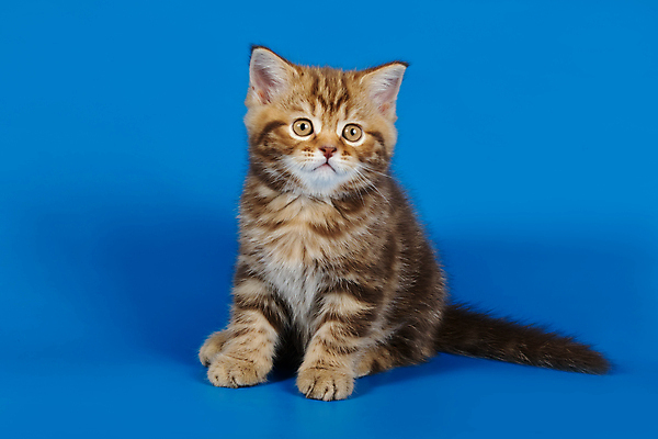 포토 JPG 해외이미지 동물 응시 백그라운드 장난 포유류 털 사람없음 반려동물 귀여움 고양이 줄무늬 흰색 작음 모피 사진사 호기심 얼룩무늬 솜털 고립 기르기 직진 스코틀랜드 해외포토 시선 감정 컬러 컨셉 무늬 영국 크기 작가 돌봄 파일형식 이미지허브