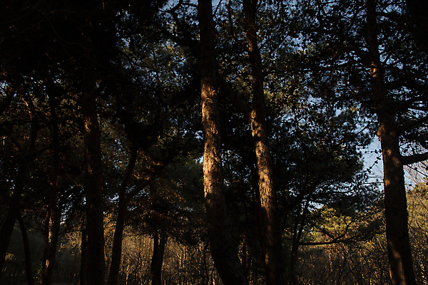 포토 JPG 해외이미지 나무 식물 계절 공원 여행 백그라운드 단풍 잎 오렌지 자연 아침 풍경 사람없음 야외 목재 빨간색 초록색 여름 빛 컬러풀 햇빛 태양 노란색 일출 환경 맑음 일몰 봄 광선 가을 나뭇가지 시골 신선 황금 숲 오솔길 장면 내추럴 아제르바이잔 해외포토 주간 자연요소 공공시설 나라 길 컬러 과일 재료 날씨 노을 생태계 파일형식 이미지허브