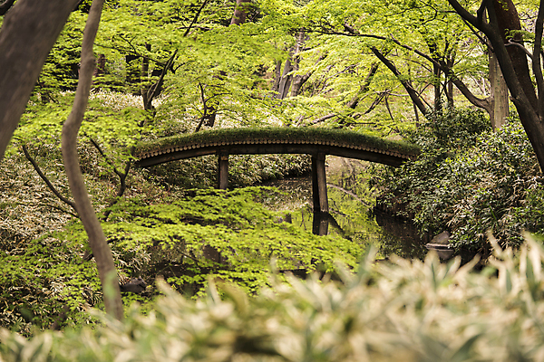 포토 JPG 해외이미지 나무 식물 구름 계절 공원 꽃잎 꽃 선 분홍색 백그라운드 잎 자연 하늘 이끼 풍경 사람없음 야외 목재 파란색 컬러풀 정원 일본 봄 흰색 나뭇가지 연못 신선 화려 도쿄 붓꽃 내추럴 창백 방법 해외포토 자연요소 공공시설 아시아 컬러 컨셉 재료 생태계 파일형식 이미지허브