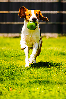 포토 JPG 해외이미지 동물 행복 포즈 백그라운드 밭 장난 포유류 모션 자연 놀이 기술 건강 사람없음 야외 세로 여름 반려동물 장난감 달리기 운동 정원 점프 기쁨 에너지 개 흥분 사냥개 비글 송곳니 요령 해외포토 계절 감정 농업 치아 생태계 파일형식 이미지허브