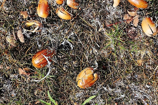 포토 JPG 해외이미지 식물 계절 백그라운드 컨셉 잎 패턴 채소 자연 표면 바닥 건조 이끼 풍경 사람없음 야외 목재 초록색 여름 환경 버섯 봄 성장 가을 나뭇가지 신선 소나무 거친 닫기 숲 유기농 질감 솔방울 상록수 침엽수 원뿔 내추럴 곰팡이 기후변화 땅바닥 카피스페이스 해외포토 도형 나무 웰빙 컬러 무늬 재료 모션 날씨 공백 변화 생태계 파일형식 이미지허브