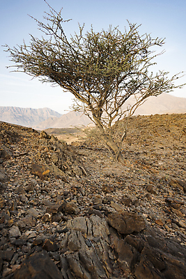 포토 JPG 해외이미지 나무 식물 여행 잎 중동 자연 휴가 산 건조 풍경 사람없음 목재 만 가시 가뭄 내추럴 아카시아 고립 해외포토 나라 재료 날씨 생태계 파일형식 이미지허브