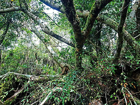 포토 JPG 해외이미지 나무 식물 아시아 여행 잎 자연 사람없음 초록색 갈색 나뭇가지 해외포토 나라 컬러 생태계 파일형식 이미지허브