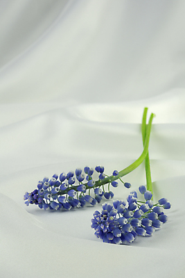 포토 JPG 해외이미지 식물 계절 꽃잎 꽃 줄기 꽃다발 백그라운드 2 꽃무늬 자연 포도 부활절 사람없음 장식 세로 초록색 파란색 정원 봄 활발 들꽃 벚꽃 종 흰색 신선 개화 작음 내추럴 고립 해외포토 기념일 컬러 컨셉 무늬 과일 크기 생태계 파일형식 이미지허브