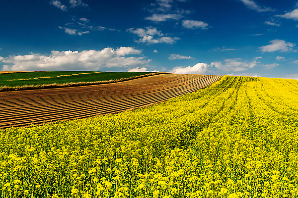 포토 JPG 해외이미지 나무 식물 구름 계절 꽃 유럽 여행 패턴 밭 농업 자연 하늘 씨앗 풍경 사람없음 야외 초록색 파란색 농작물 농장 농경지 노란색 평화 환경 맑음 봄 에너지 수확 벚꽃 시골 개화 언덕 유채 그림 장면 폴란드 내추럴 밭일 카놀라 해외포토 자연요소 나라 산업 컬러 컨셉 무늬 날씨 생태계 파일형식 이미지허브