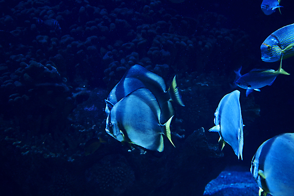 포토 JPG 해외이미지 동물 교육 야생동물 모래 바다 섬 과학 여행 자연 낚시 바닥 어류 사람없음 물 파란색 빛 햇빛 환경 수중 수영 침묵 탐험 그룹 황무지 스노클링 잠수부 보호 큼 아래 생태계 다이빙 생물학 장면 태평양 암초 수족관 서식지 내추럴 기후변화 깊이 해외포토 자연요소 컬러 컨셉 레저 날씨 태양 수중동물 소리 수상스포츠 변화 전문직 크기 방향 위치 수중스포츠 파일형식 이미지허브