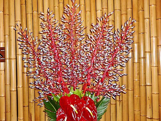 포토 JPG 해외이미지 식물 꽃잎 꽃 꽃무늬 자연 사람없음 빨간색 초록색 배열 해외포토 컬러 무늬 생태계 파일형식 이미지허브