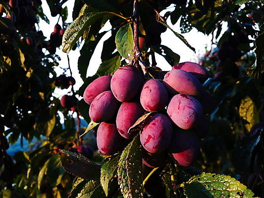 포토 JPG 해외이미지 나무 식물 계절 음식 잎 농업 과일 자연 건강 사람없음 초록색 파란색 햇빛 농장 정원 보라색 일몰 수확 신선 달콤 맛 다발 유기농 날것 자두 내추럴 숙성 영양분 해외포토 웰빙 산업 컬러 컨셉 태양 노을 생태계 파일형식 이미지허브