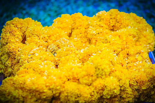 포토 JPG 해외이미지 식물 전통 디자인 꽃잎 꽃 아시아 종교 문화 여행 꽃무늬 자연 프레임 미술 동양인 사람없음 장식 갈색 노란색 바구니 정원 화환 벚꽃 축하 신선 사찰 바퀴 심볼 오브젝트 만족 유기농 내추럴 숭배 월계수 핸드메이드 해외포토 웰빙 감정 나라 컬러 컨셉 무늬 종교건축 문화예술 인종 생태계 파일형식 이미지허브