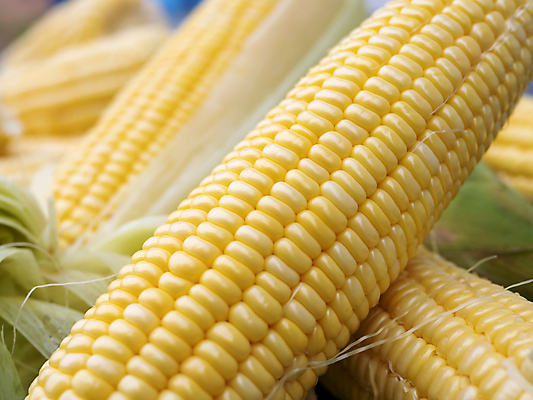 포토 JPG 해외이미지 식물 음식 백그라운드 농업 채소 과일 재료 자연 건강 옥수수 씨앗 사람없음 농작물 쌓기 젖음 수확 껍질 신선 오픈 그룹 달콤 맛 낟알 시리얼 유기농 질감 알맹이 날것 귀 흙더미 내추럴 바이오 생식 숙성 해외포토 웰빙 산업 컨셉 모션 곡류 신체부위 흙 생태계 파일형식 더미 이미지허브