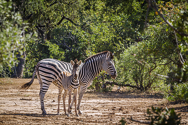 포토 JPG 해외이미지 동물 야생동물 새끼 2 포유류 아프리카 자연 엄마 국립공원 사람없음 가로 관광지 황무지 보호 결합 사파리 얼룩말 남아프리카 보츠와나 보호구역 해외포토 공원 나라 여행 컨셉 가족 말_동물 생태계 구역 파일형식 이미지허브