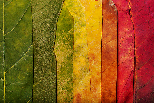 포토 JPG 해외이미지 나무 식물 계절 공원 백그라운드 단풍 잎 패턴 오렌지 자연 추상 사람없음 빨간색 컬러풀 갈색 노란색 활발 수확 가을 황금 떨어짐 숲 질감 10월 내추럴 해외포토 공공시설 컬러 컨셉 무늬 농업 과일 날짜 생태계 파일형식 이미지허브