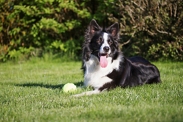 포토 JPG 해외이미지 동물 1 응시 공 포유류 털 사람없음 야외 초록색 반려동물 장난감 노란색 검은색 흰색 양치기 개 보호 작음 큼 자르기 코 보안 주둥이 송곳니 기르기 신앙심 유래 해외포토 직업 시선 컬러 컨셉 모션 안전 신체부위 치아 크기 돌봄 파일형식 이미지허브