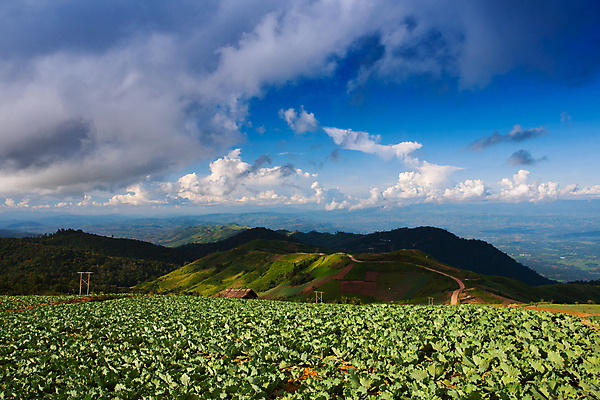 포토 JPG 해외이미지 나무 식물 지구 잎 밭 농업 채소 자연 하늘 새로움 건강 풍경 사람없음 야외 초록색 파란색 농장 농경지 마을 주방 정원 흙 봄 수확 성장 시골 신선 업무 달콤 상추 땅 원예 양배추 먼지 내추럴 땅바닥 바이오 밭일 쟁기 줄서기 해외포토 계절 산업 컬러 컨셉 모션 바닥 취미 작업 맛 생태계 파일형식 이미지허브