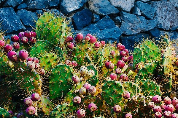 포토 JPG 해외이미지 식물 꽃 문화 백그라운드 과일 자연 추상 조명 멕시코 선인장 건조 사람없음 장식 빨간색 초록색 파란색 빛 보라색 가시 스페인 내추럴 해외포토 유럽 컬러 북아메리카 무늬 생태계 파일형식 이미지허브