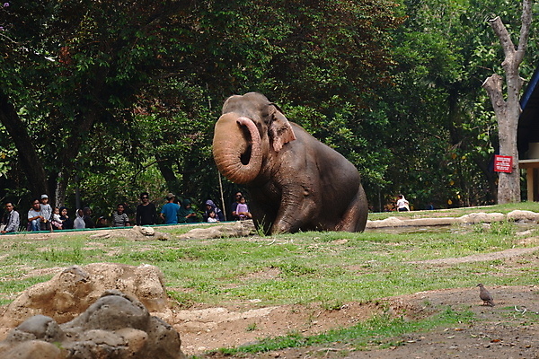 포토 JPG 해외이미지 동물 공원 아시아 얼굴 야생동물 섬 여행 백그라운드 포유류 자연 초식동물 코끼리 수영장 동물원 동양인 사람없음 야외 물 머리 힘 회색 보호 숲 큼 피부 코 귀 인도네시아 내추럴 고립 동물상 전국 해외포토 자연요소 공공시설 나라 컬러 컨셉 인종 신체부위 조형물 크기 생태계 파일형식 이미지허브