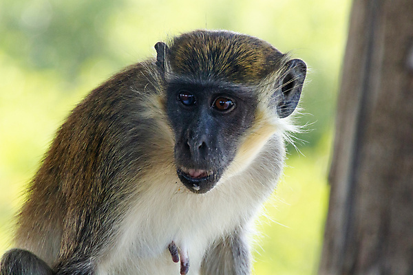 포토 JPG 해외이미지 동물 얼굴 야생동물 포유류 아프리카 자연 털 사람없음 초록색 갈색 원숭이 해외포토 나라 컬러 신체부위 생태계 파일형식 이미지허브