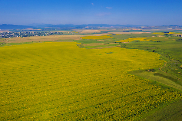 포토 JPG 해외이미지 식물 구름 계절 꽃 백그라운드 밭 농업 자연 하늘 해바라기 안테나 옥수수 씨앗 풍경 사람없음 초록색 여름 농작물 농장 농경지 노란색 마을 환경 맑음 활발 수확 성장 벚꽃 시골 개화 황금 정상 땅 동쪽 내추럴 드론 밭일 해외포토 자연요소 산업 컬러 컨셉 통신 날씨 곡류 방향 생태계 파일형식 이미지허브