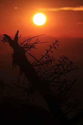 포토 JPG 해외이미지 나무 식물 디자인 꽃 실루엣 여행 백그라운드 잎 패턴 오렌지 자연 벽지 하늘 아침 풍경 사람없음 야외 초록색 여름 파란색 빛 컬러풀 태양 노란색 일출 환경 검은색 일몰 봄 나뭇가지 신선 난초 보케 내추럴 해외포토 주간 자연요소 계절 컬러 무늬 과일 촬영기법 노을 생태계 파일형식 이미지허브